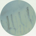 ^CvI