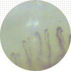 ^CvIV